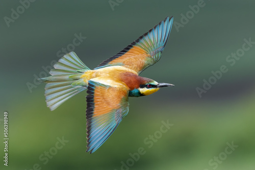 Bird in flight European bee eater flying Merops apiaster wings spread