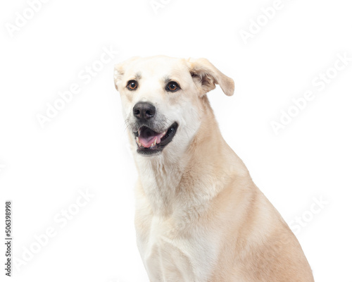 Perro labrador sobre fondo blanco. Fotografía de mascotas, animales, perros.