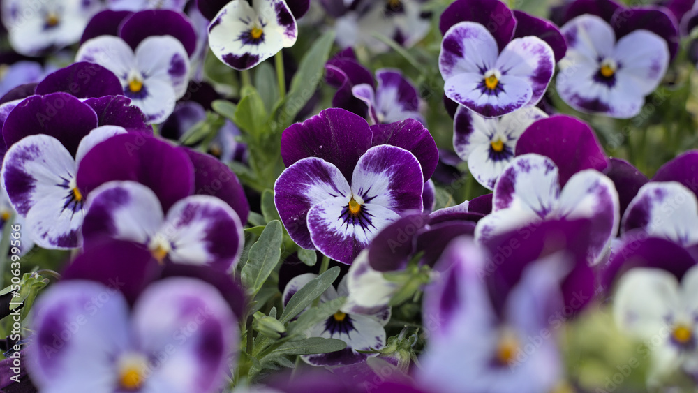 White and violet garden pansy (Viola × wittrockiana), close-up photography White and violet garden pansy (Viola × wittrockiana), close-up photography