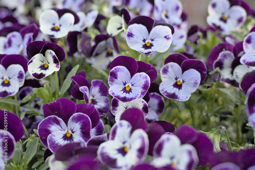 Fototapeta premium Violet garden pansy (Viola × wittrockiana) growing on a city lawn