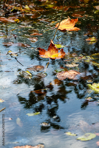 autumn leaves reflected in water
