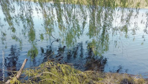 Wild Mallard duck with little ducklings swims in lake. Family of Anas platyrhynchos birds swimming in river