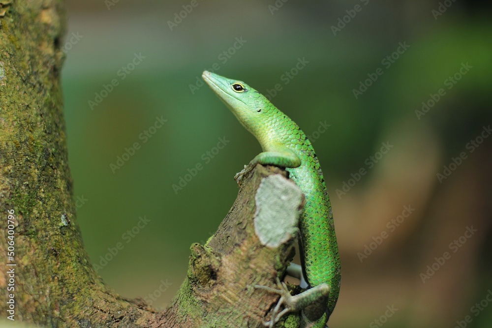 Green tree lizard or emerald green skink is a non-threatened species although it not commonly seen but it is, however, becoming more and more popular in the exotic pet trade Green tree lizard or emerald green skink is a non-threatened species although it not commonly seen but it is, however, becoming more and more popular in the exotic pet trade