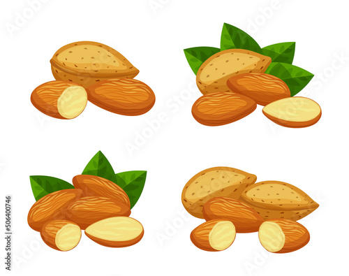 Set of fresh brown almonds in cartoon style. Vector illustration of nuts in large and small sizes with leaves, whole and cut, in shell on white background.