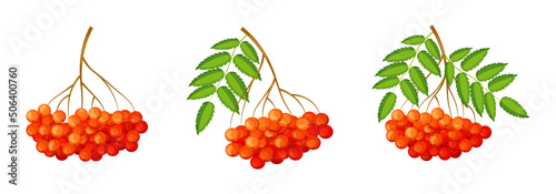 Set of fresh red rowans in cartoon style. Vector illustration of berries large and small sizes on the crowns with leaves and separately on white background.