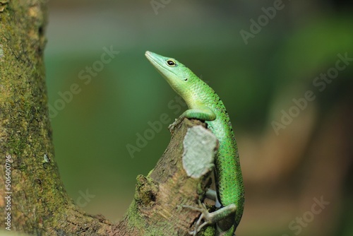 Green tree lizard or emerald green skink is a non-threatened species although it not commonly seen but it is, however, becoming more and more popular in the exotic pet trade