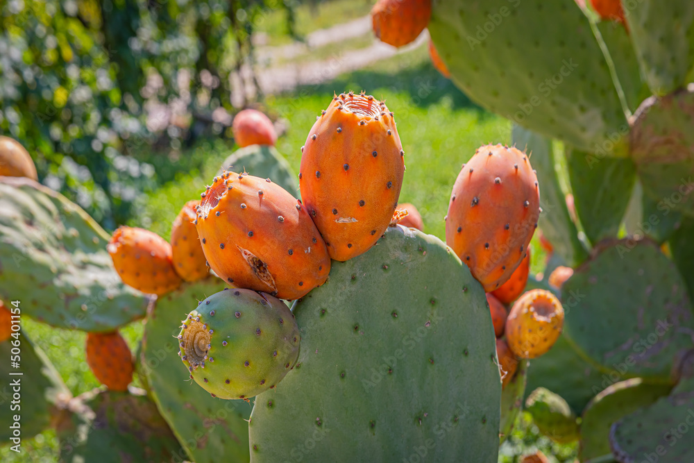 Opuntia, commonly called prickly pear or pear cactus Opuntia, commonly called prickly pear or pear cactus