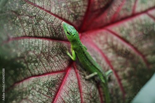 Green tree lizard or emerald green skink is a non-threatened species although it not commonly seen but it is, however, becoming more and more popular in the exotic pet trade