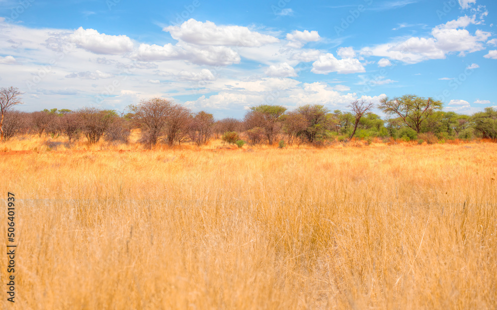 Beautiful Namibian savannah landscape with amazing cloudy sky - Tall yellow wild grass background -Namibia, Africa 
