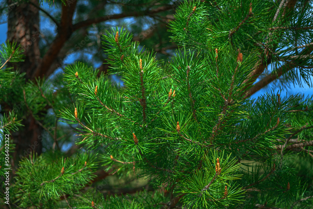 christmas tree branches christmas tree branches