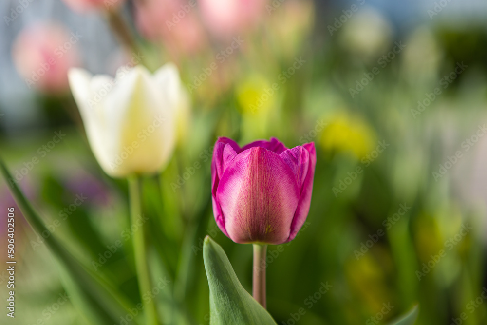 beautiful colored tulips in a flower bed in the garden, garden landscaping. Spring beautiful colored tulips in a flower bed in the garden, garden landscaping. Spring
