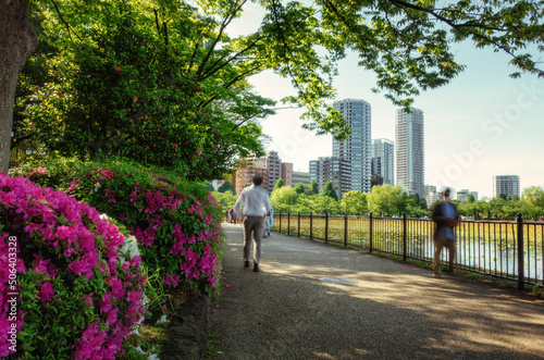 上野恩賜公園の不忍池沿いの遊歩道とツツジが咲く初夏の風景です