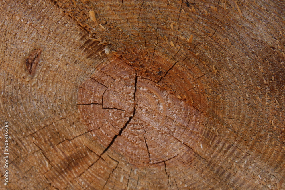 Naklejka premium texture tree