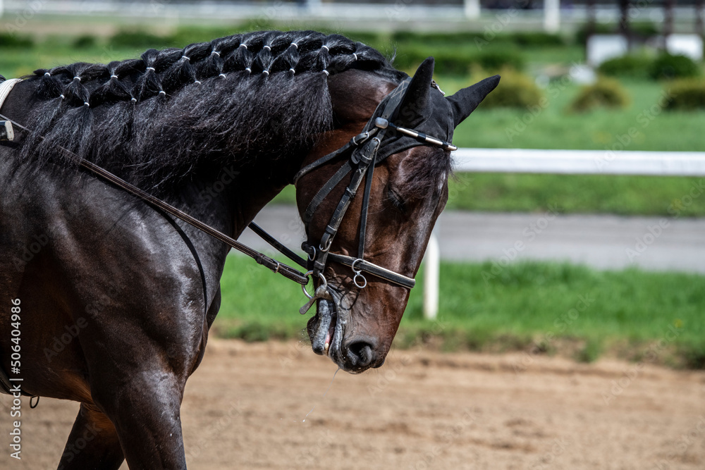 Obraz premium beautiful horse of black suit close-up on the hippodrome