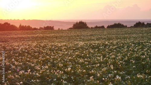 Aerial view. beautiful sunset above blooming potato field