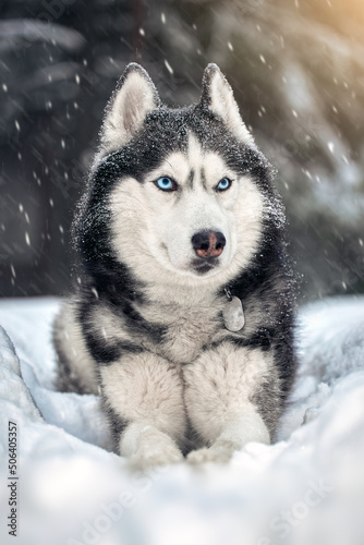 Husky dog with blue eyes in snowy winter forest. Snowstorm winter nature background. Siberian husky dog wolf on snow. © Konstantin
