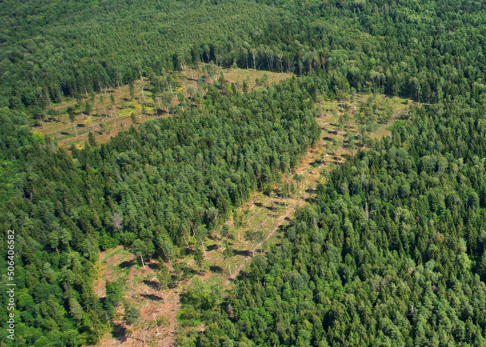 Forest destruction and felling of trees, drone view Deforestation
