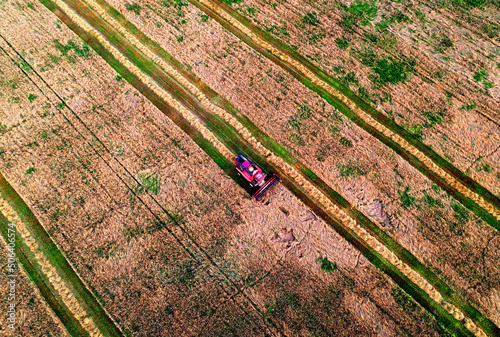 Spring wheat harwesting. Wheat and corn markets in crisis world’s breadbasket. Wheat import, maize (corn), soybeans. Global crop prices in food crisis. Aerial view of harvest season in farm field. photo