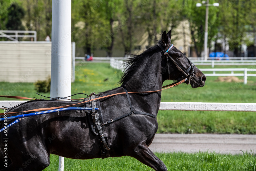 beautiful horse of black suit close-up on the hippodrome beautiful horse of black suit close-up on the hippodrome