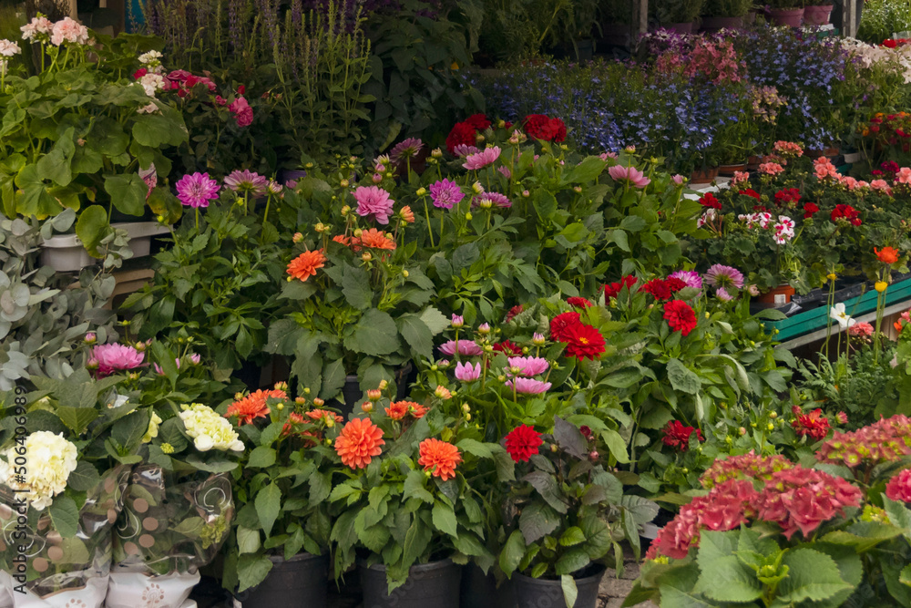 potted flowers for sale at the fair