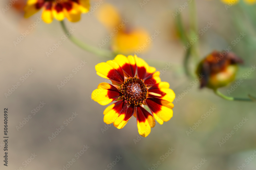 Obraz premium Plains tickseed