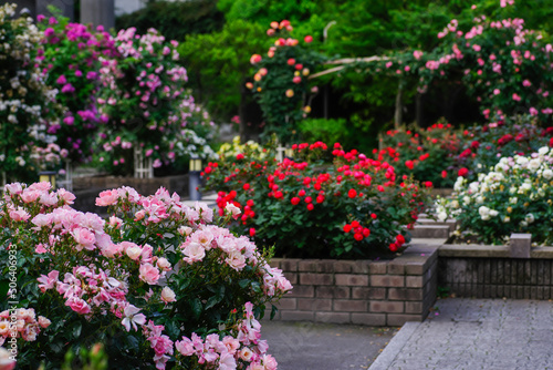 東京赤坂氷川公園の薔薇たち
