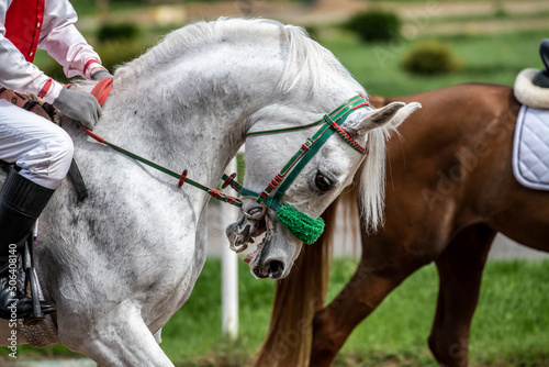 beautiful horse of light color close-up on the hippodrome