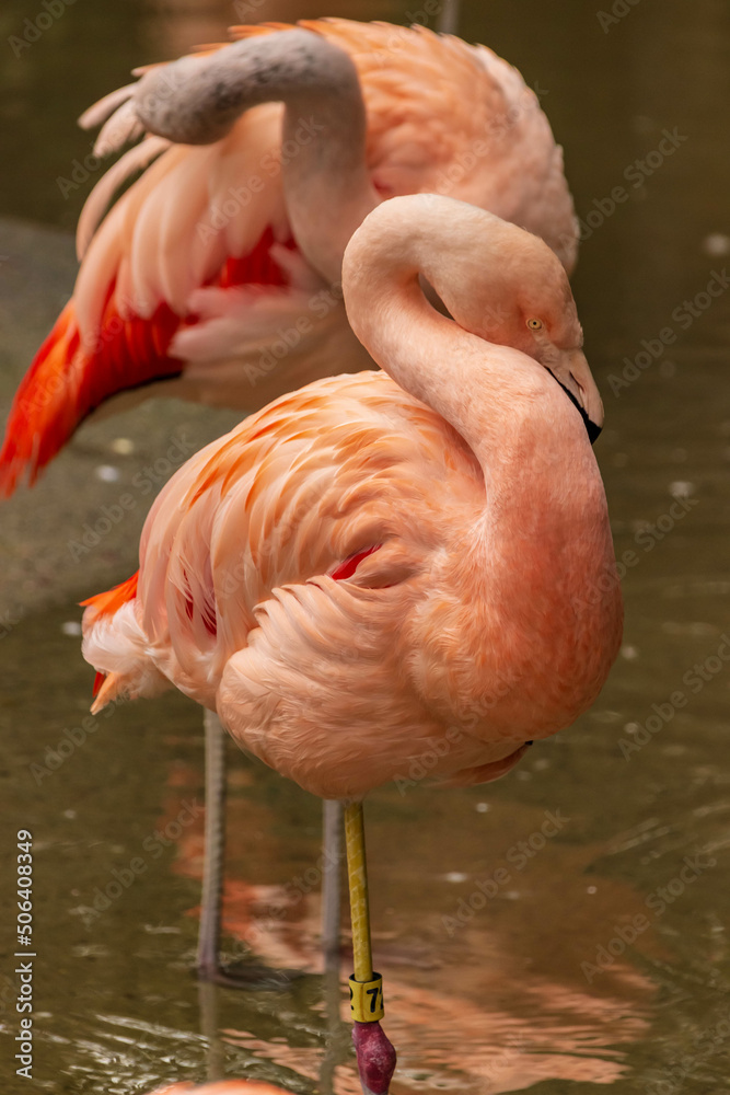 Fototapeta premium A pink flamingo with a long neck and long legs in a pond at a zoo.
