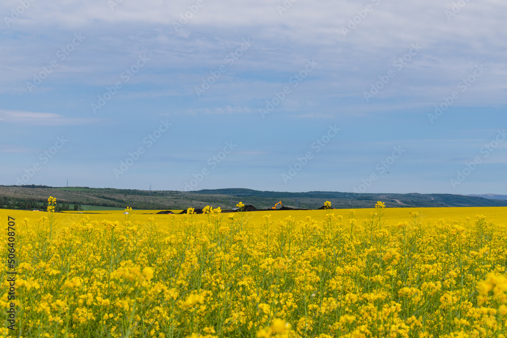 Blooming canola field. Rape on the field in summer. Bright Yellow rapeseed oil. Flowering rapeseed. with blue sky and clouds Blooming canola field. Rape on the field in summer. Bright Yellow rapeseed oil. Flowering rapeseed. with blue sky and clouds