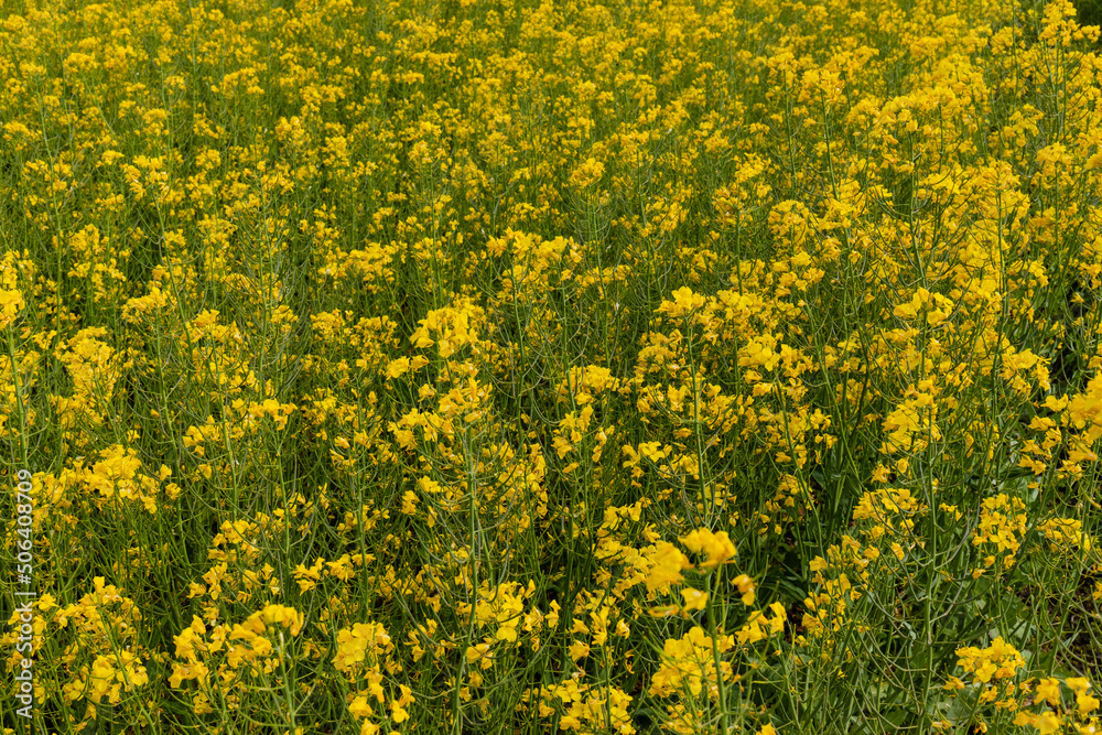 Detail of flowering rapeseed field. Rapeseed field. Agriculture, biotechnology, fuel, food industry, alternative energy, environmental conservation. Detail of flowering rapeseed field. Rapeseed field. Agriculture, biotechnology, fuel, food industry, alternative energy, environmental conservation.