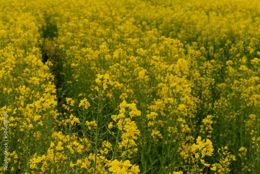 Detail of flowering rapeseed field. Rapeseed field. Agriculture, biotechnology, fuel, food industry, alternative energy, environmental conservation. Detail of flowering rapeseed field. Rapeseed field. Agriculture, biotechnology, fuel, food industry, alternative energy, environmental conservation.
