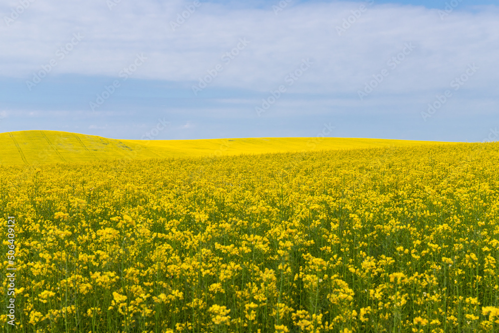 Blooming canola field. Rape on the field in summer. Bright Yellow rapeseed oil. Flowering rapeseed. with blue sky and clouds