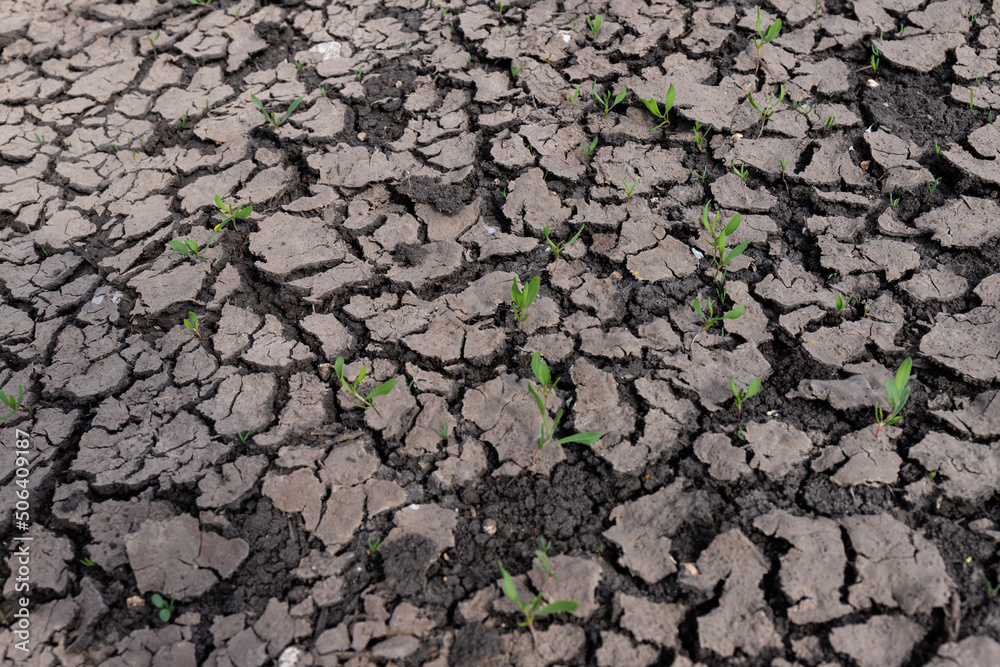 Dry earth soil. Ground with small yong green sprout. Grunge texture. Dried cracked texture and background. Dry earth soil. Ground with small yong green sprout. Grunge texture. Dried cracked texture and background.