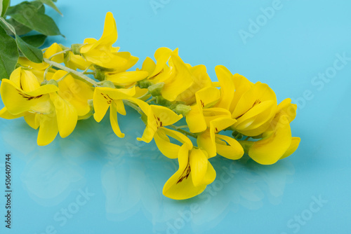 Flowers of yellow acacia on blue background. Caragana's arborescens blooming. Yellow flower background.