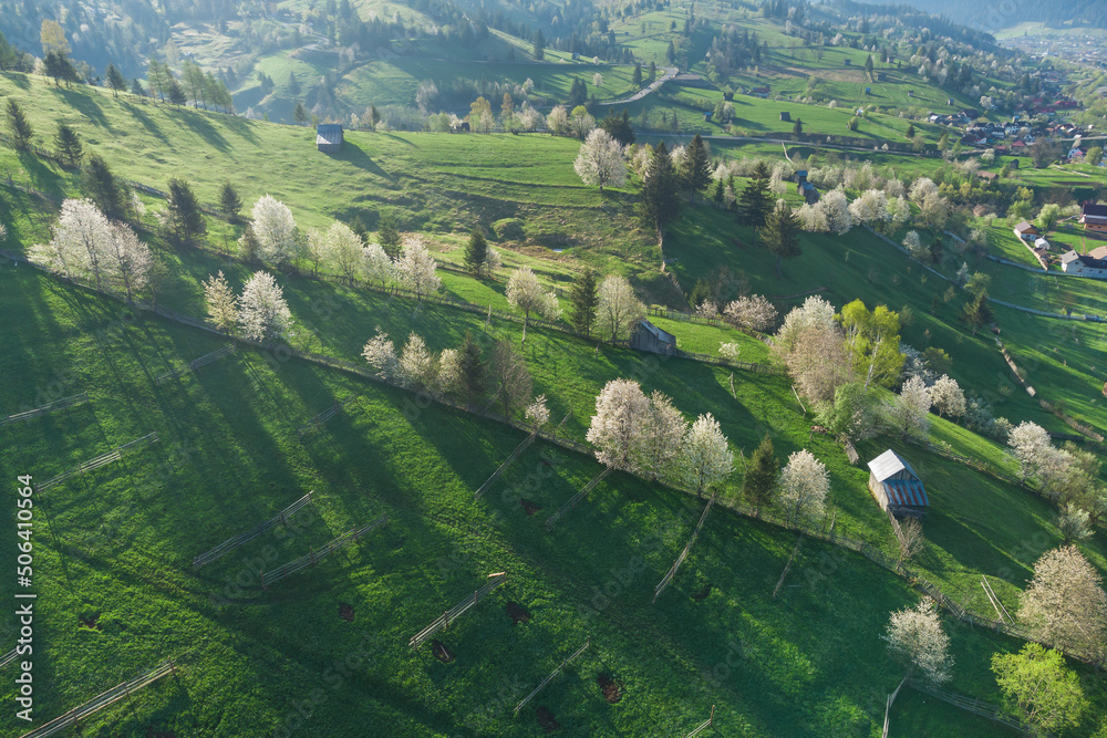 Spring rural landscape with blooming trees in the mountain area, of Bucovina - Romania. Blooming cherries in sunset light on a beautiful green hill 