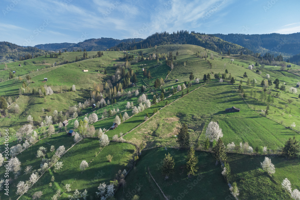 Spring rural landscape with blooming trees in the mountain area, of Bucovina - Romania. Blooming cherries in sunset light on a beautiful green hill 