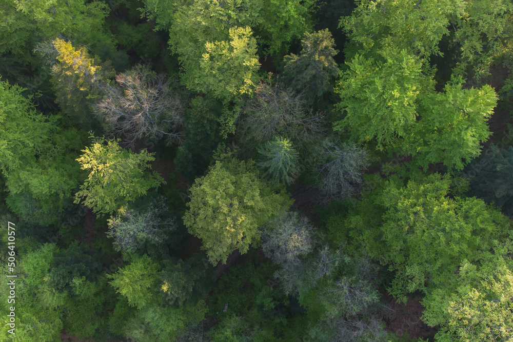 Aerial view of the beautiful green forest, in springtime