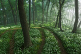 Spring landscape of the forest full of blooming wild garlic in Transylvania
