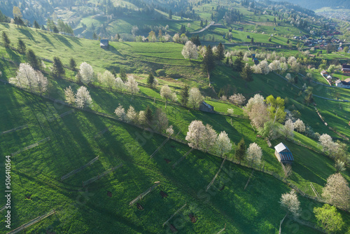 Spring rural landscape with blooming trees in the mountain area, of Bucovina - Romania. Blooming cherries in sunset light on a beautiful green hill 