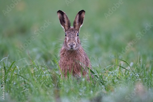 Lière d'européanisme