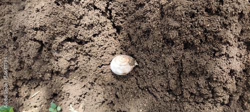 snail on the stone