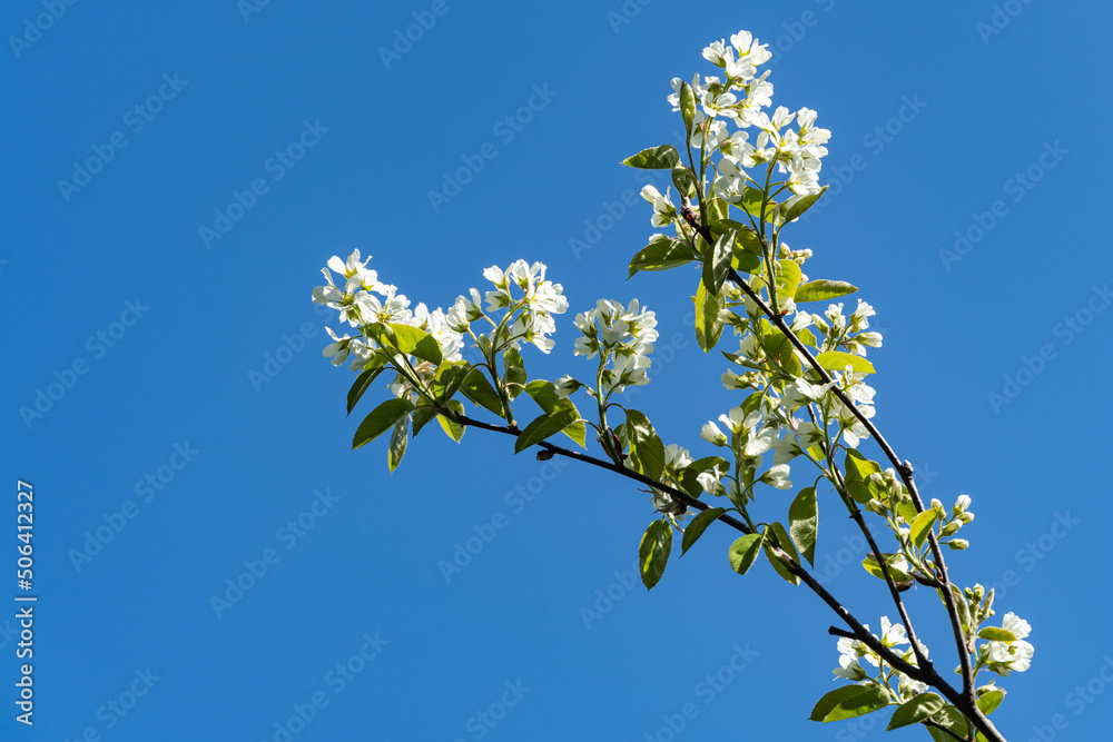 White flowers on a branch of Canadian shadberry, shadberry, shadberry or juniper against a blue spring sky. Selective focus. Close-up. Landscape for any wallpaper. There is space for text