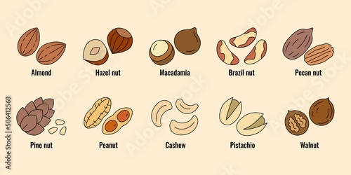 Nuts icon set. Vector linear flat color icons of nuts isolated . 
Almond, cashew,hazelnut,macadamia,peanut, pistachio, walnut, brazil nut, pine nut, pecan nut collection.