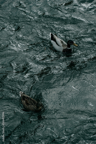 kaczki pływające w rzece photo