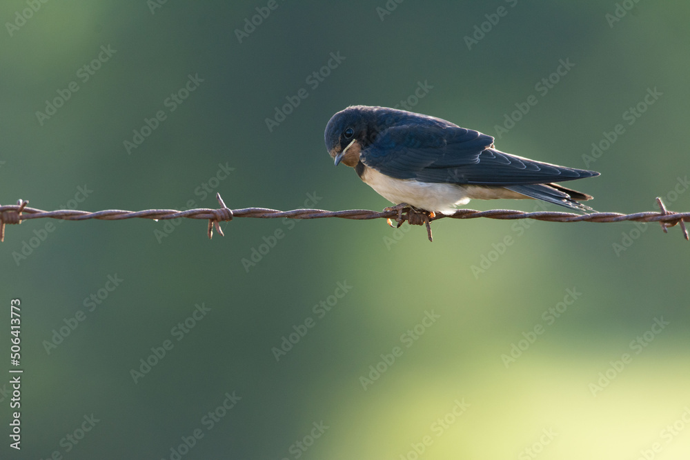 Fototapeta premium Hirondelle