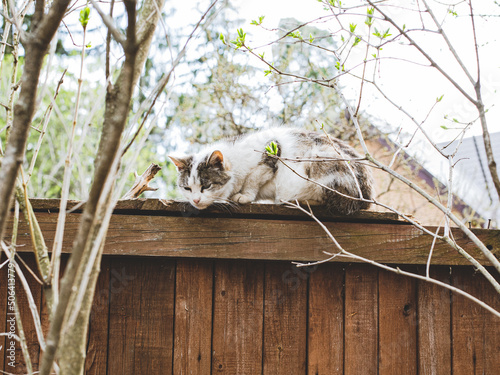 Foto Wild cute undomesticated abandoned stray cat on the roof outdoor.