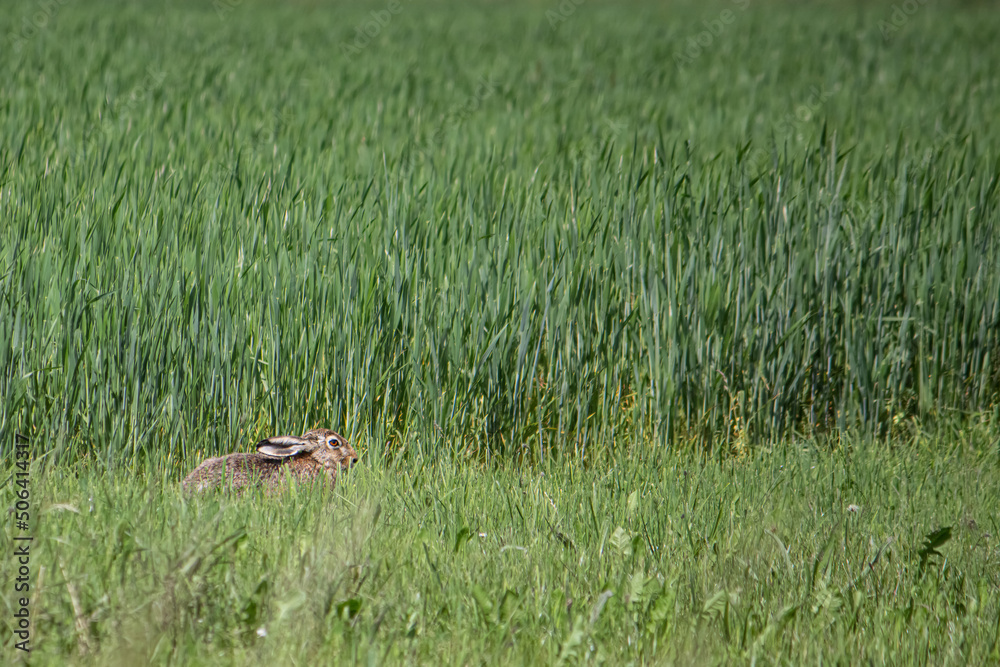 A brown european hare crouches in a green meadow in front of a wheat field.