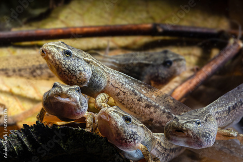 A group of tadpoles of the brown grass frog in various stages of development, Rana temporaria