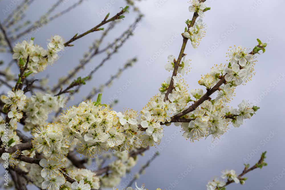 Floral background with white flowers and green leaves. Plum blossoms in the spring garden. Wild plums tree blossom blooming. Macro, close-up.Selective focus Floral background with white flowers and green leaves. Plum blossoms in the spring garden. Wild plums tree blossom blooming. Macro, close-up.Selective focus