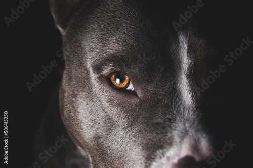 American Bully Hundegesicht © Ina
